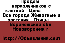 Продам 2 неразлучников с клеткой › Цена ­ 2 500 - Все города Животные и растения » Птицы   . Воронежская обл.,Нововоронеж г.